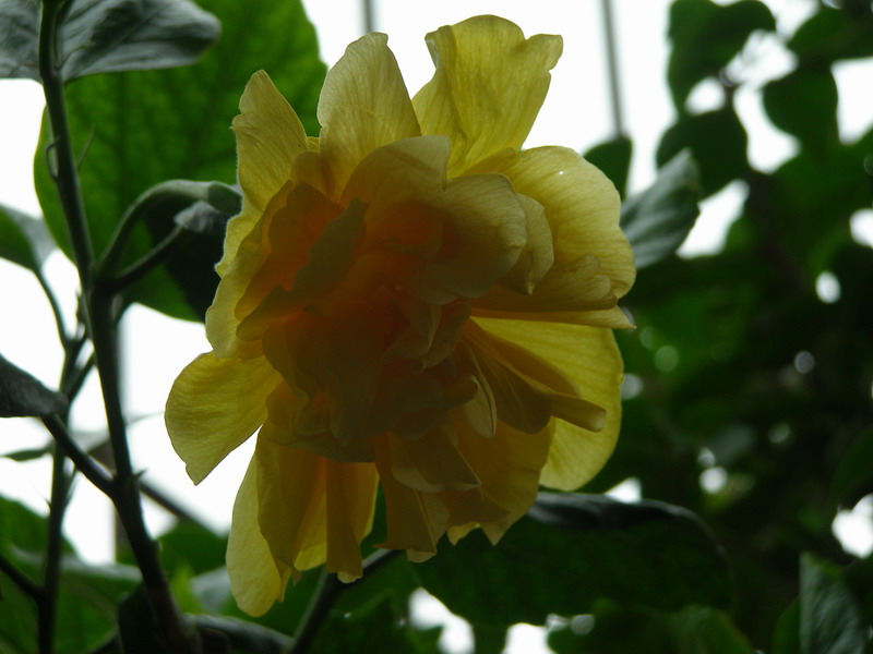 �����ķ�ɣ