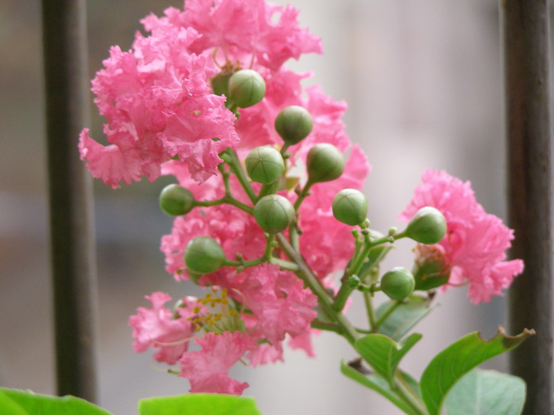 ������̨�ϵ�Ҷ�ӻ�������÷��