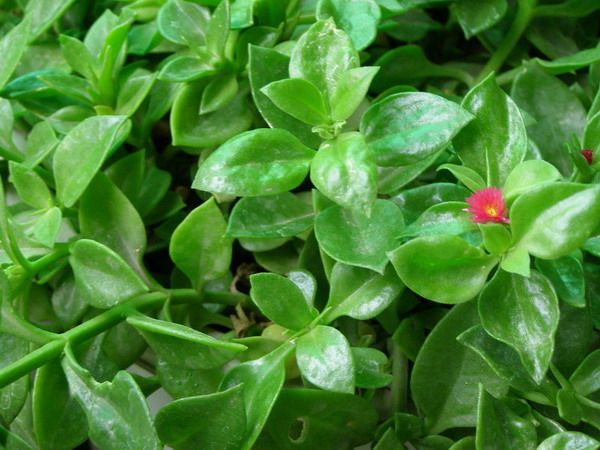 ������̨�ϵ�Ҷ�ӻ�������÷��