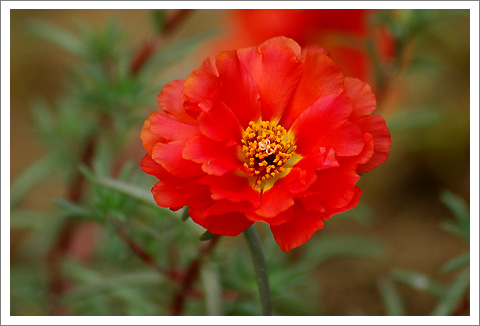 �����İ�֧������ɫ����ѫ�¾�