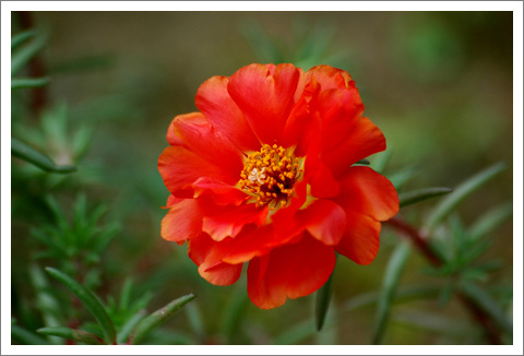 �����İ�֧������ɫ����ѫ�¾�