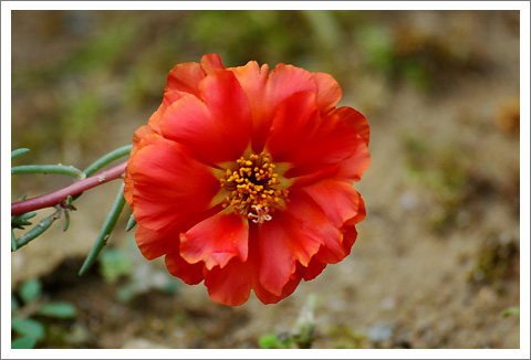 �����İ�֧������ɫ����ѫ�¾�