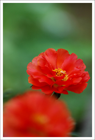 �����İ�֧������ɫ����ѫ�¾�