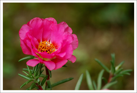 �����İ�֧������ɫ����ѫ�¾�