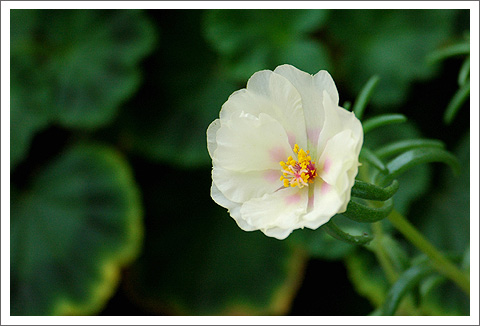 �����İ�֧������ɫ����ѫ�¾�