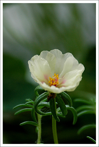 �����İ�֧������ɫ����ѫ�¾�