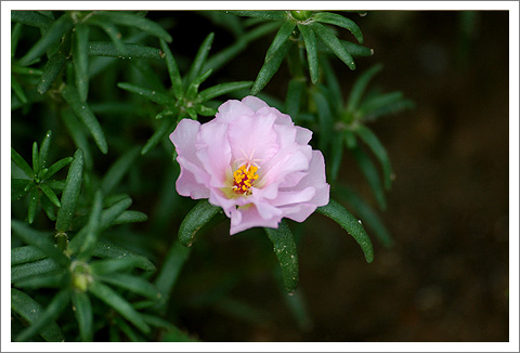 �����İ�֧������ɫ����ѫ�¾�