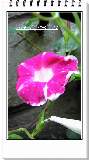 �����ţ��P4����ţ��ඡ���