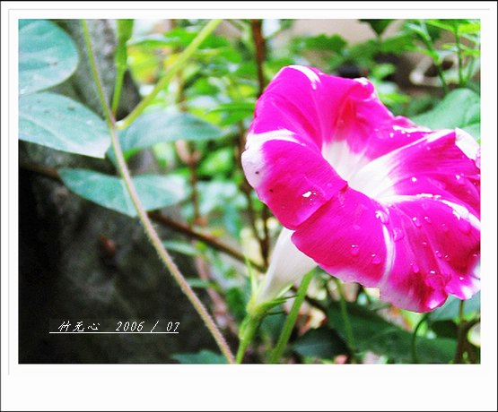 �����ţ��P4����ţ��ඡ���