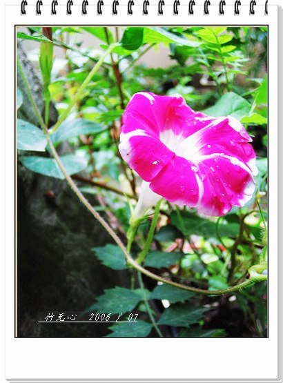 �����ţ��P4����ţ��ඡ���