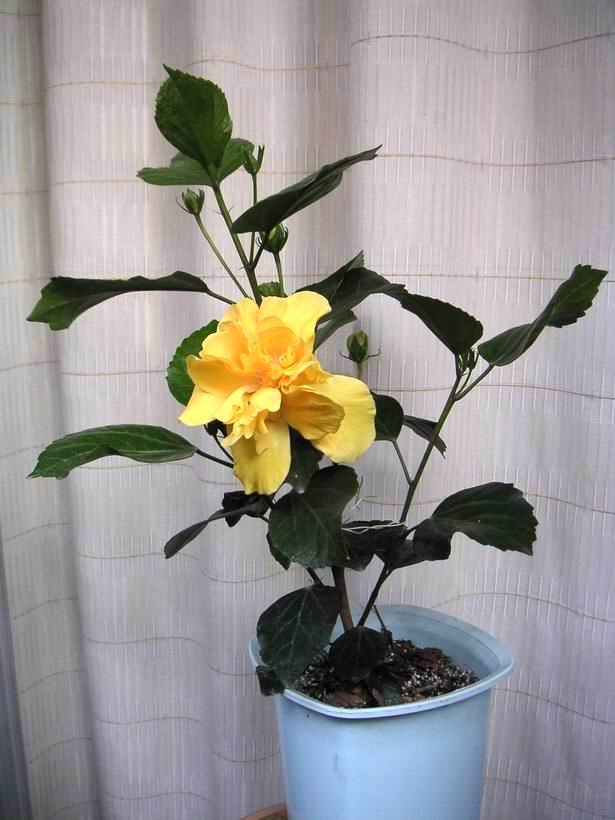 ������̨�ϵ�Ҷ�ӻ�������÷��