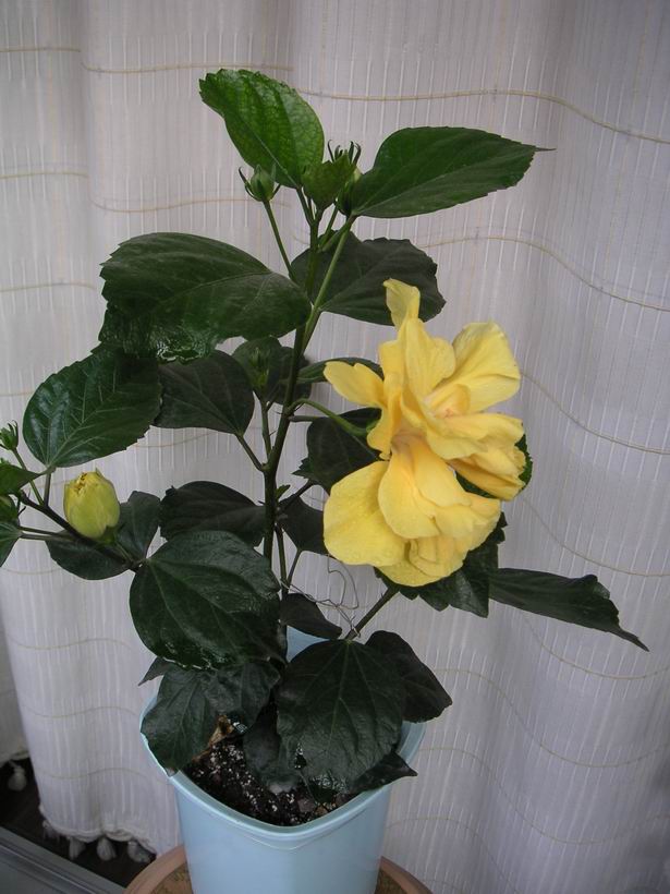 ������̨�ϵ�Ҷ�ӻ�������÷��