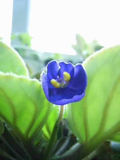 5��2��  �������æµ  ���� *�������԰*