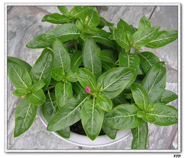 ���ڿ��Ļ�