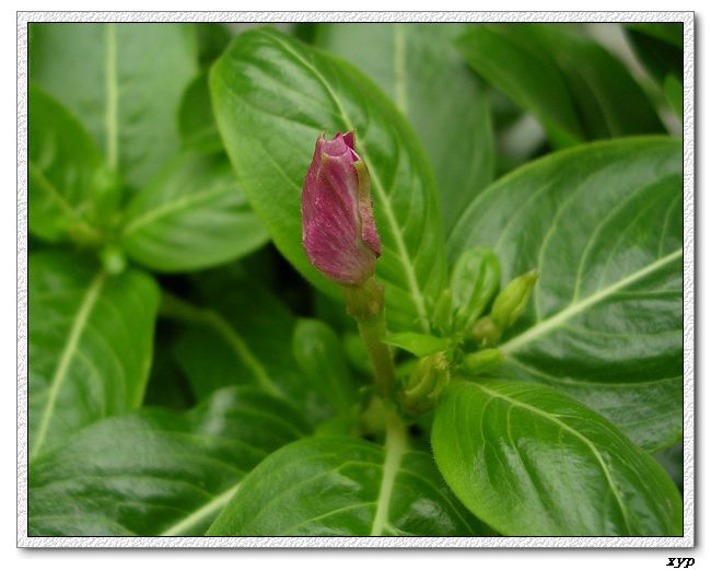 ���ڿ��Ļ�