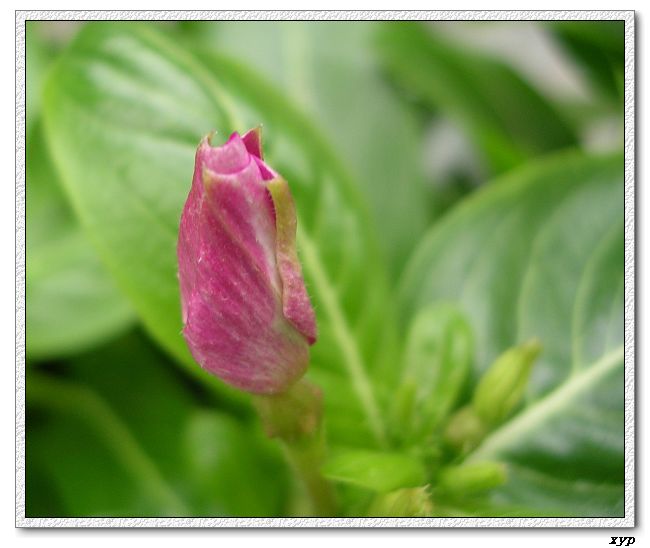 ���ڿ��Ļ�