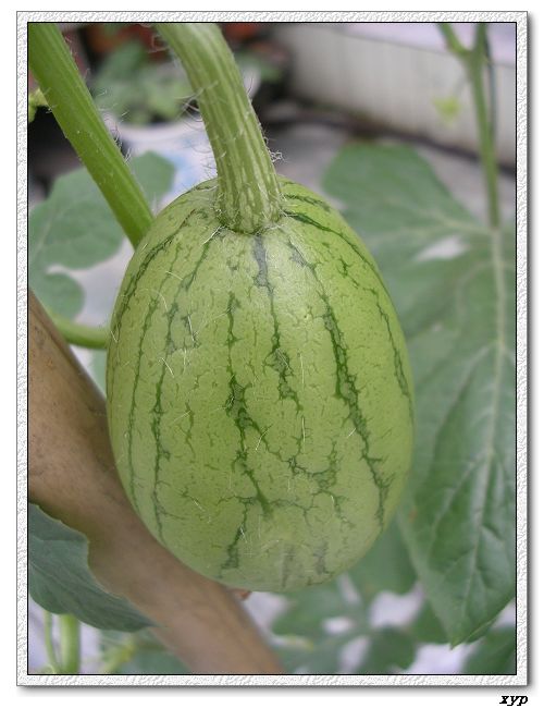 ���ֵ�����