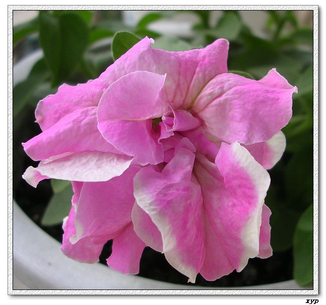 ���ڿ��Ļ�