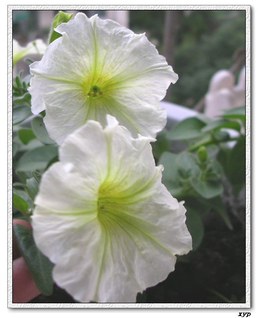 ���ڿ��Ļ�