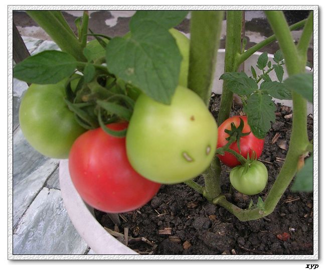 ���ֵĲ�-ެ��