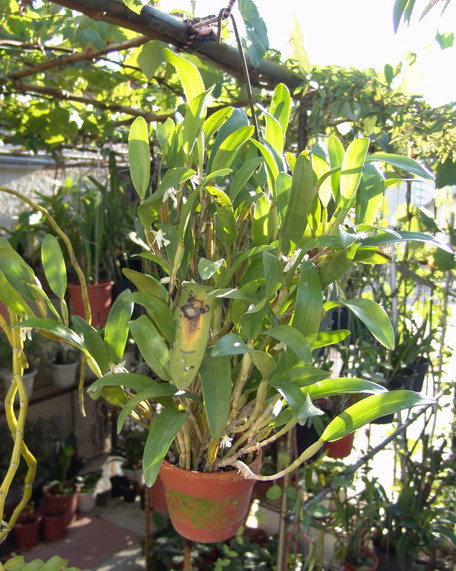 06���������B.nodosa�ĺ���У�