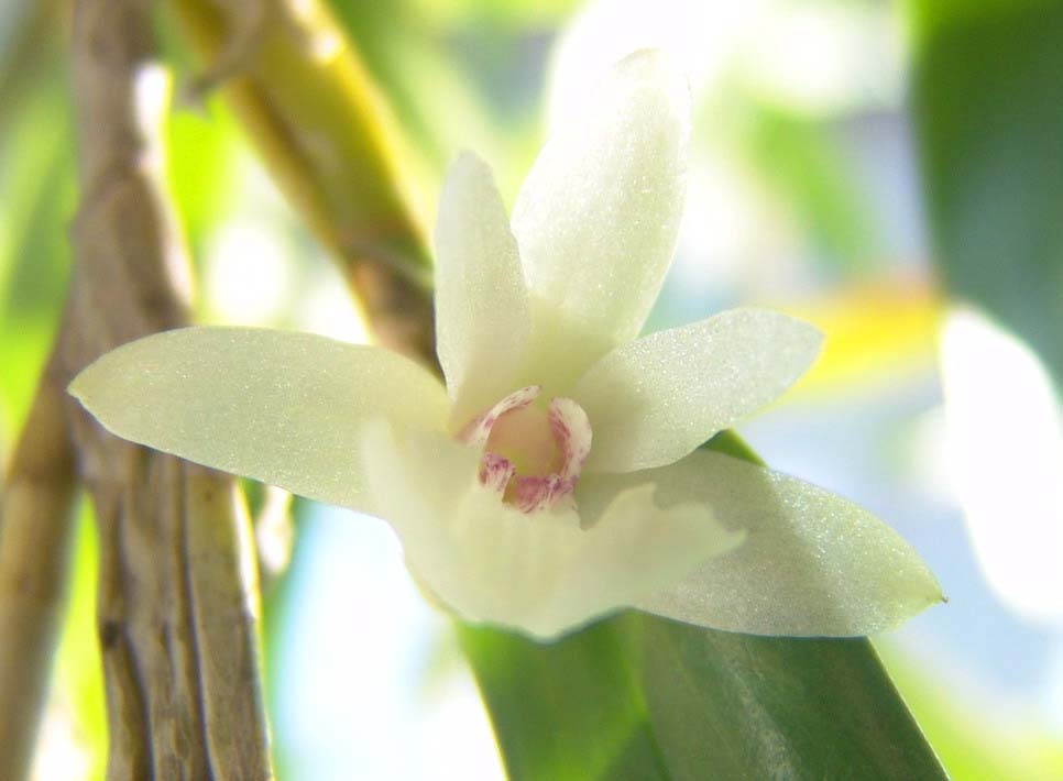 06���������B.nodosa�ĺ���У�