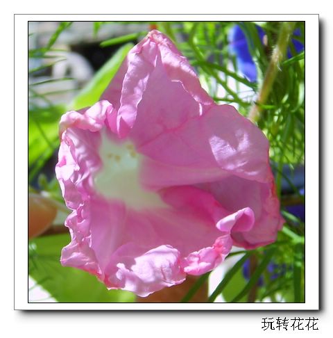 7�·�ţ��P10�����»�ɫţ��