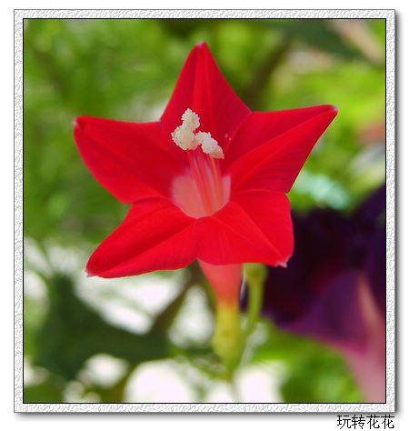 7�·�ţ��P10�����»�ɫţ��