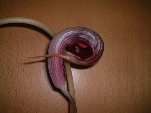 Arisaema �����ǿ�ֲ��