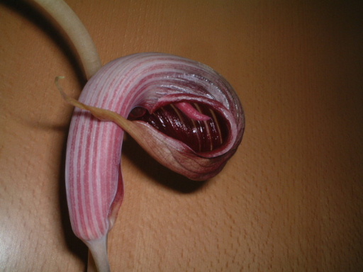 Arisaema �����ǿ�ֲ��