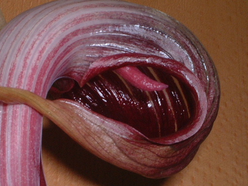 Arisaema �����ǿ�ֲ��