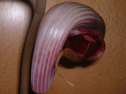 Arisaema �����ǿ�ֲ��