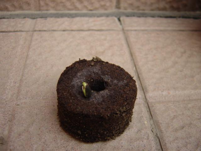 ���ҵİ����տ�