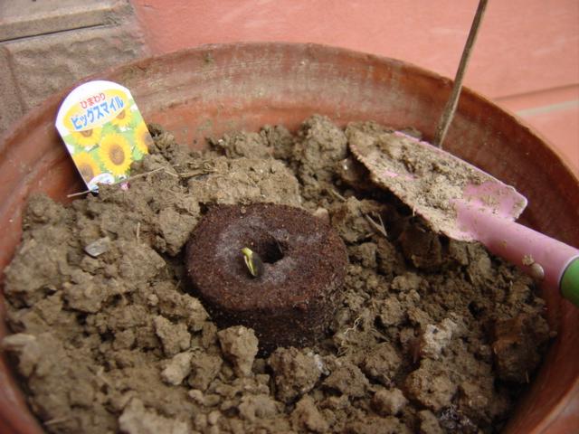 ���ҵİ����տ�