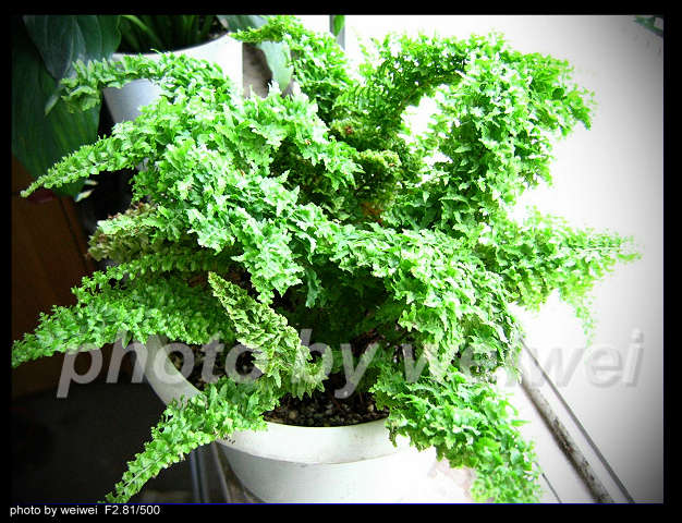 ���N�Nާ������