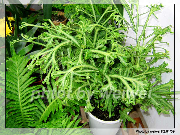 ���N�Nާ������