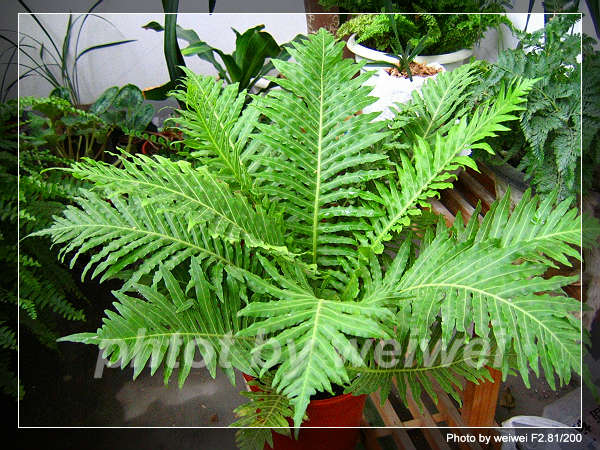 ���N�Nާ������