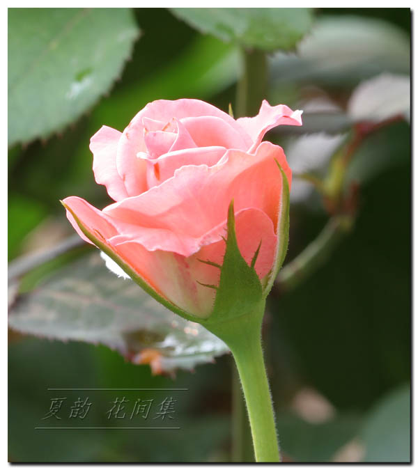 ���伯------�ҵ��¼���԰