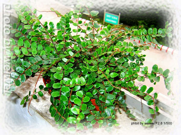 ���N�Nާ������