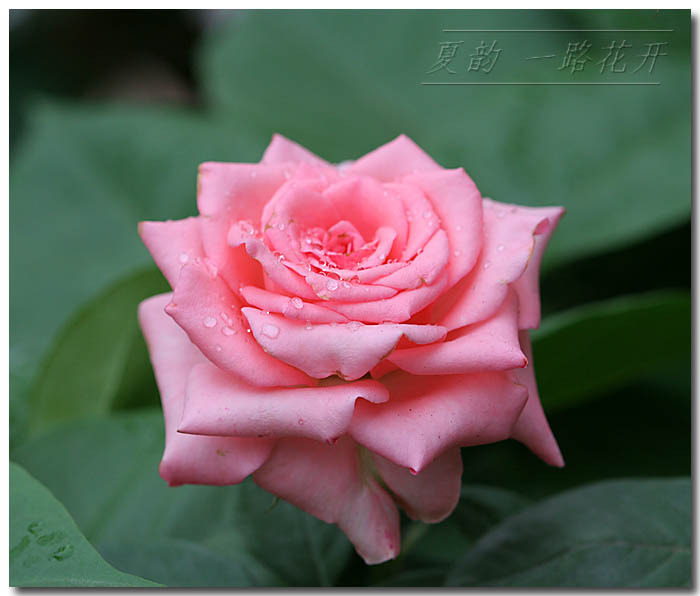 ���伯------�ҵ��¼���԰