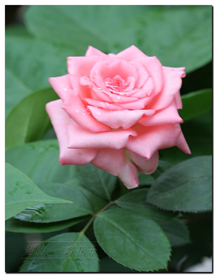 ���伯------�ҵ��¼���԰