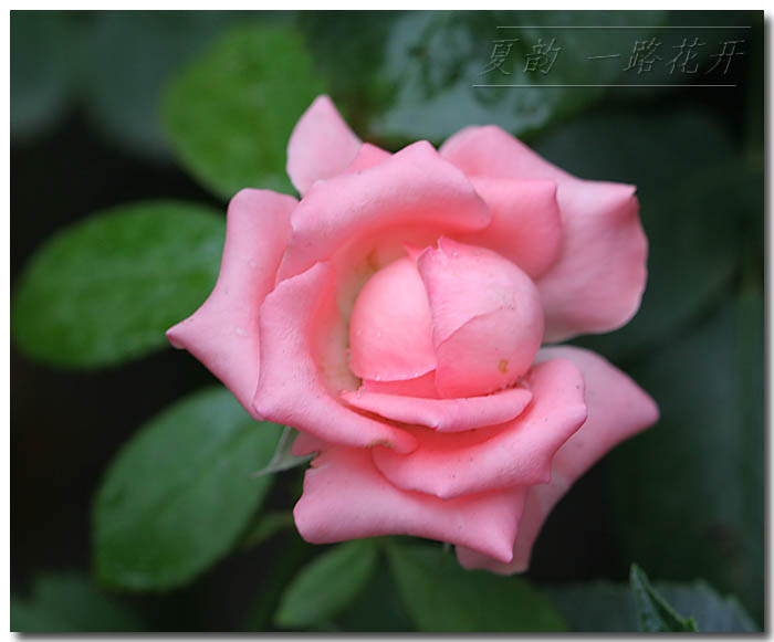 ���伯------�ҵ��¼���԰