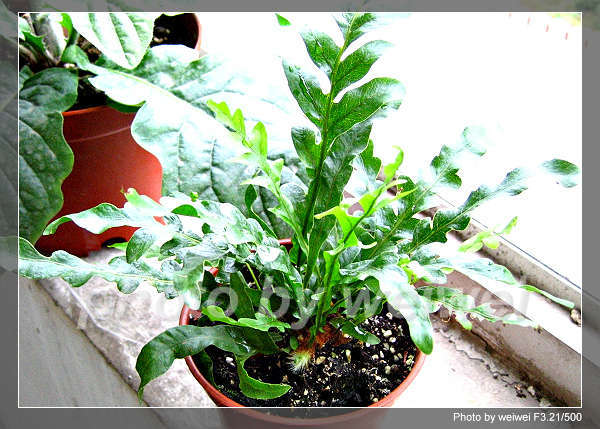 ���N�Nާ������