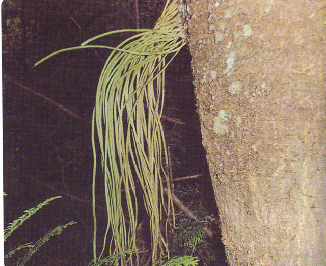 ���N�Nާ������