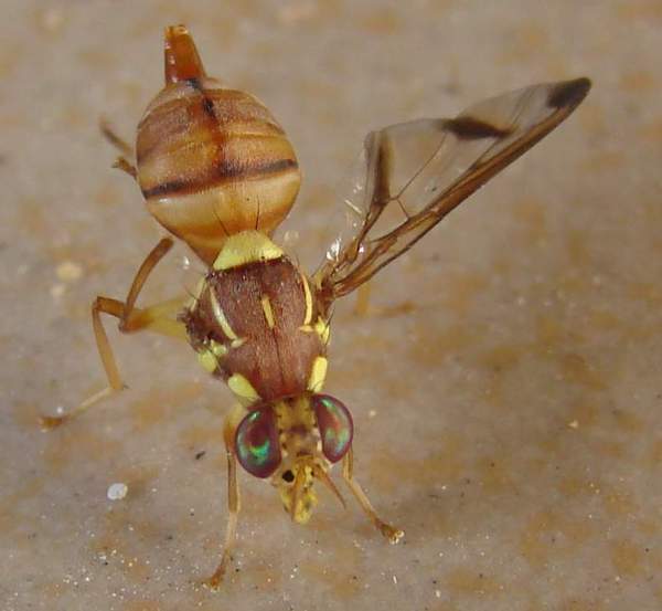 �Һ��ĺ�«��