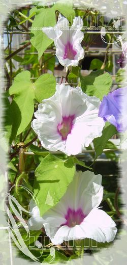 7�·�ţ���ʹ�����PP��