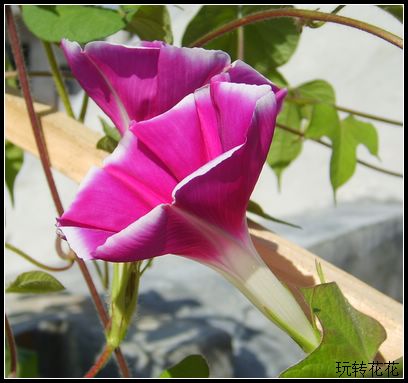 ��Ӱ��Ʒ�����������ң�