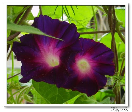 ��Ӱ��Ʒ�����������ң�