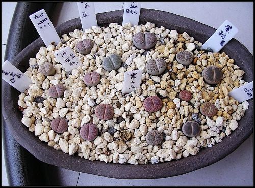 [��ƪ��ֲ��¼]żҲ��PG��������ӭ�����ģ���P6�������ϵľ��ţ�