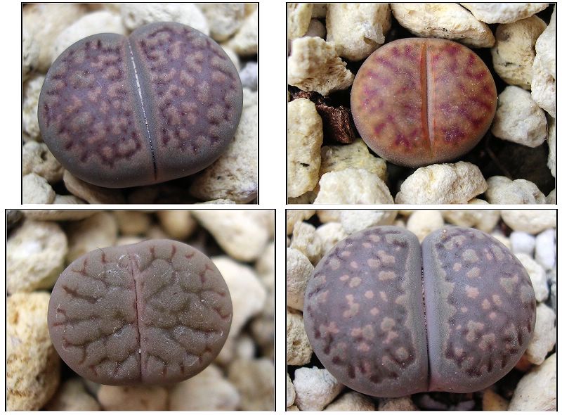 [��ƪ��ֲ��¼]żҲ��PG��������ӭ�����ģ���P6�������ϵľ��ţ�